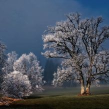 wandkraft Wanddecoratie Winter wonders-007