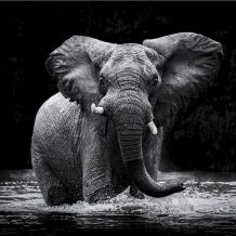  Canvasschilderij Olifant