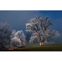 wandkraft Wanddecoratie Winter wonders-007