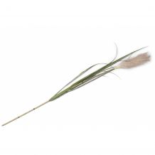 coco maison Kunstplant Pampus grass