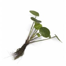 coco maison Kunstplant Pilea bush with roots
